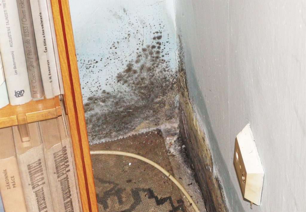 Plesne v našich obydliach