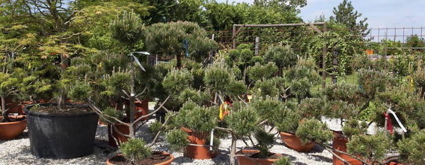 Plantago – špecializujeme sa na výrobu drevín a stromov