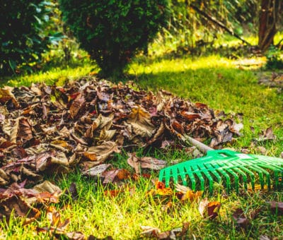 Prvé chladné novembrové dni sú plné spomienok na zosnulých a príprav vašej záhrady na zimu