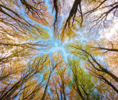 Čo si myslíte o využití dreva, ako zdroja vykurovania?