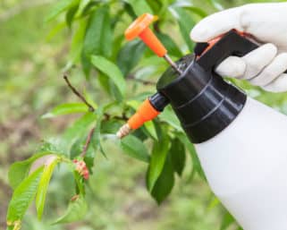 Jarné ošetrenie ovocných stromov: Ako na to