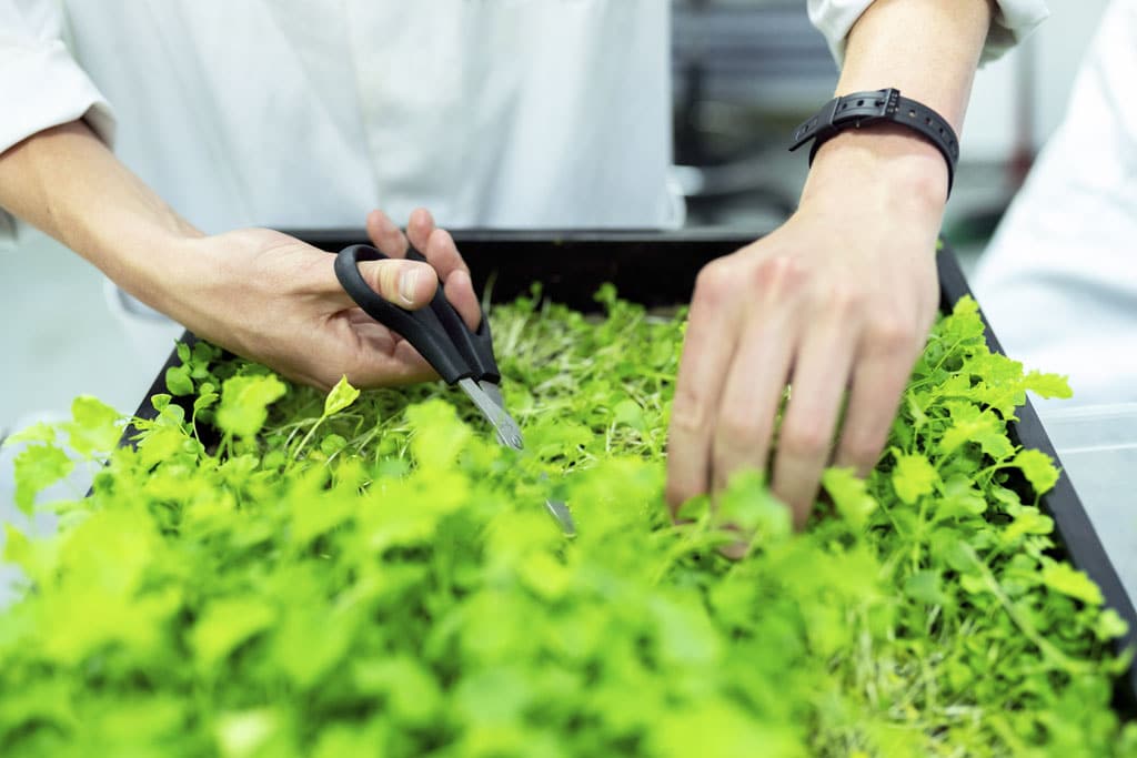 Bylinková záhrada v byte? Zvládnete to ľavou zadnou, bylinky v byte