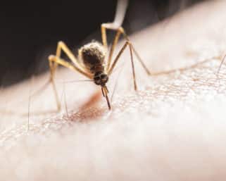 Blíži sa letná sezóna a otravné komáre sú tu: Ako sa účinne zbaviť komárov?