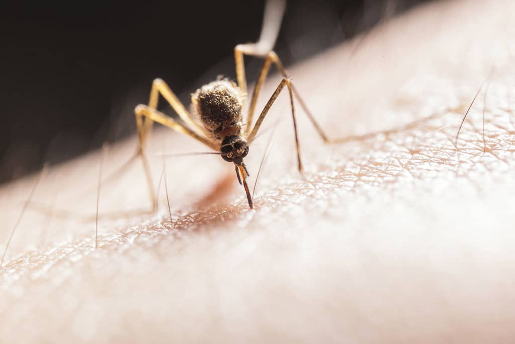 Blíži sa letná sezóna a otravné komáre sú tu, Ako sa účinne zbaviť komárov