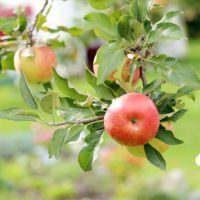Jablon ovocny strom jablka