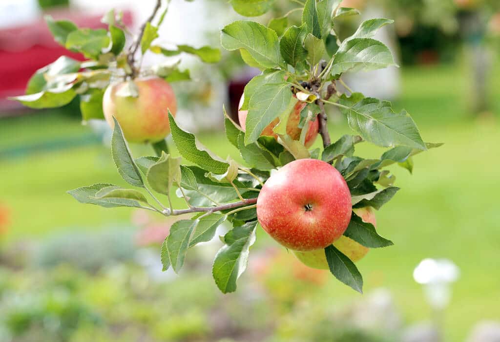 Jablon ovocny strom jablka