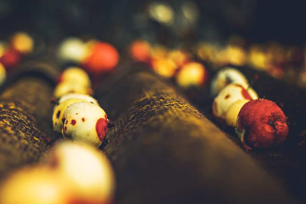 hniloba kôstkovín a jabloní