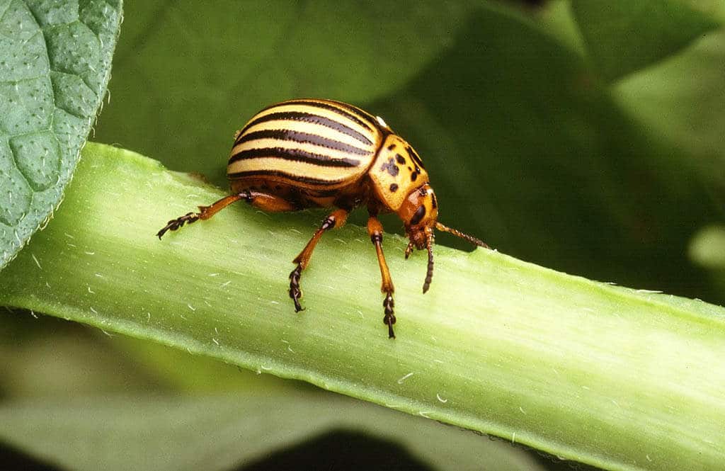 6. Pásavka zemiaková