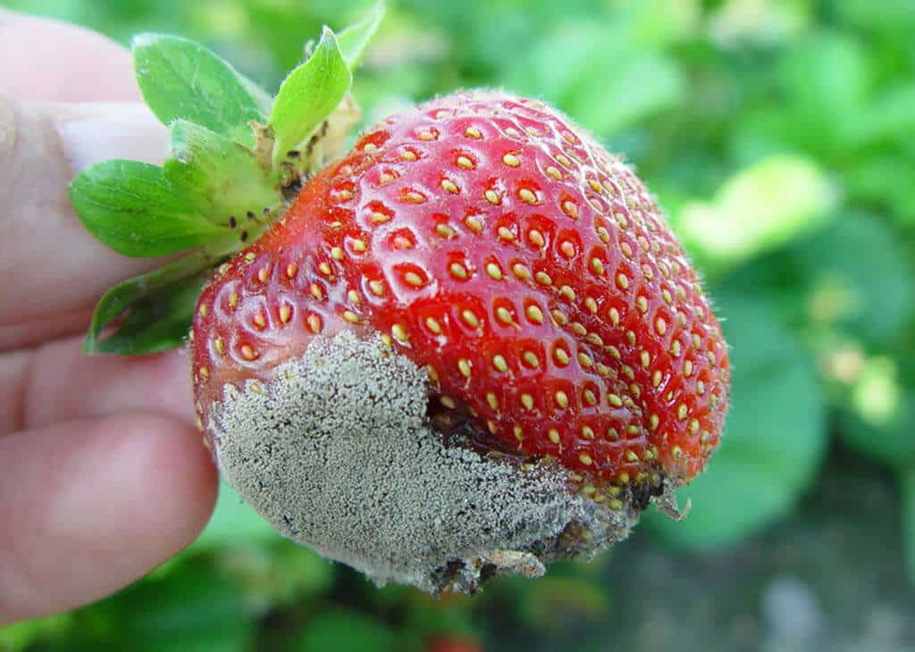 Sivá pleseň drobného ovocia