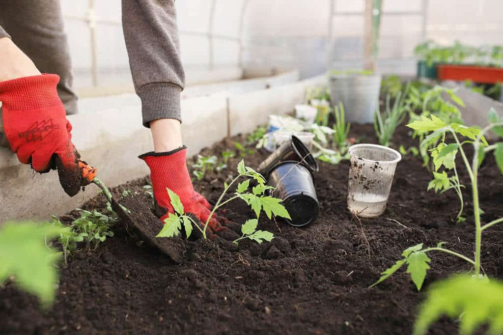 Pestovanie a presádzanie sadzeníc