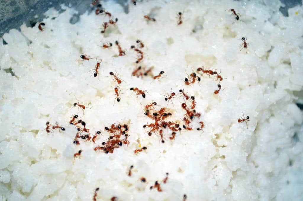 Mravce a jedlo ako sa zbavit mravcov