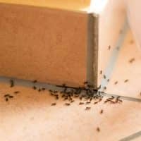 Mravce v dome a kuchyni
