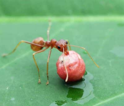 Škodci v kuchyni mravce a múčne mole