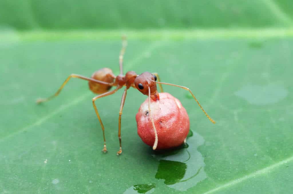 Škodci v kuchyni mravce a múčne mole