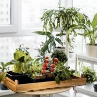 Záhradkárčenie v byte pre začiatočníkov tvorba záhradky v byte