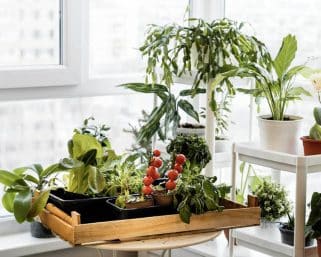 Záhradkárčenie v byte pre začiatočníkov: tvorba záhradky v byte