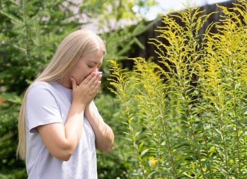 Alergény v záhrade Ktorým rastlinám sa vyhnúť a čo naopak sadiť