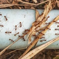 S mravcami vám pomôže med a droždie