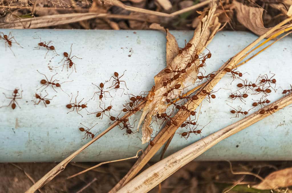 S mravcami vám pomôže med a droždie