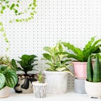 Rastliny vo vykurovaných priestoroch Ako sa o ne starať