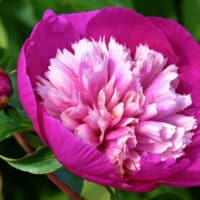 Pivonky – z malej guľôčky kráľovský kvet okrasné rastliny