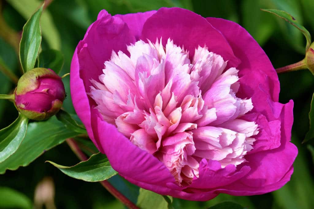 Pivonky – z malej guľôčky kráľovský kvet okrasné rastliny
