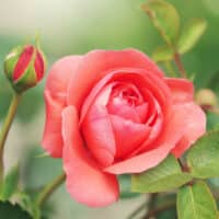 Ruže očaria v záhrade aj vo váze okrasné rastliny