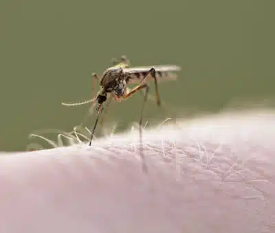 Komáre prinášajú do Európy tropické choroby. Medzi najúčinnejšie prevencie patria siete proti hmyzu