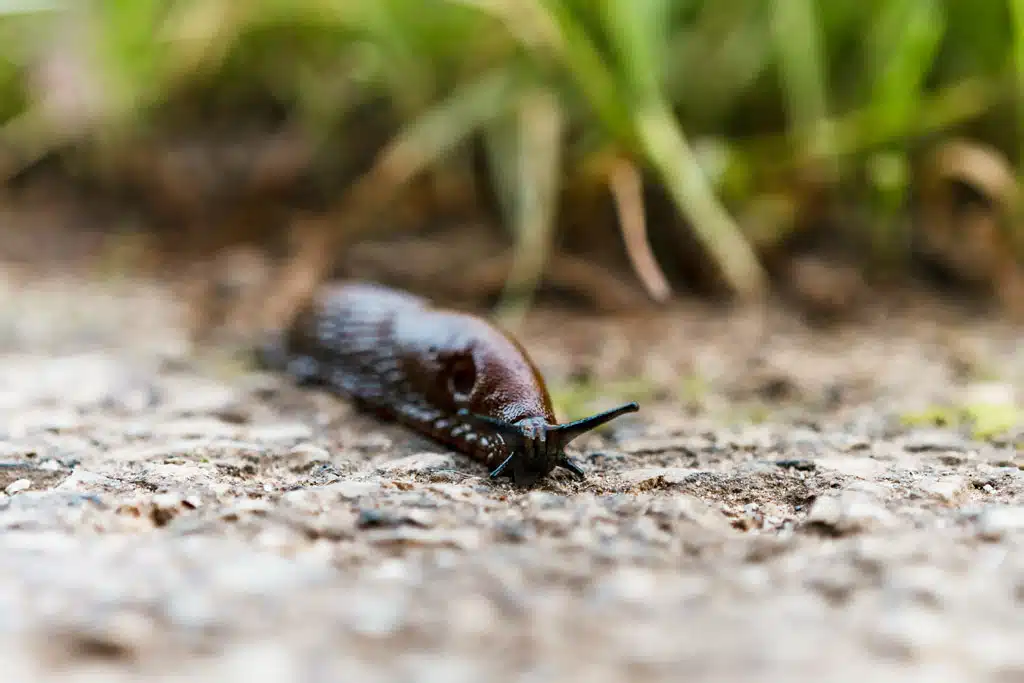Vytvorte slimákom prirodzené bariéry