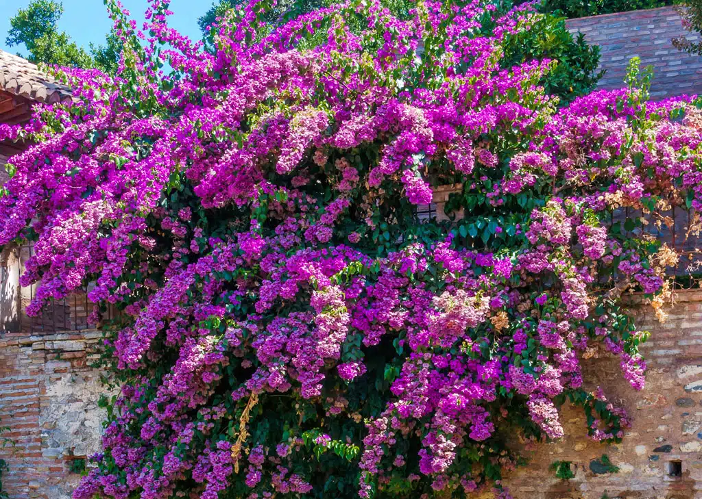 Bugenvilea