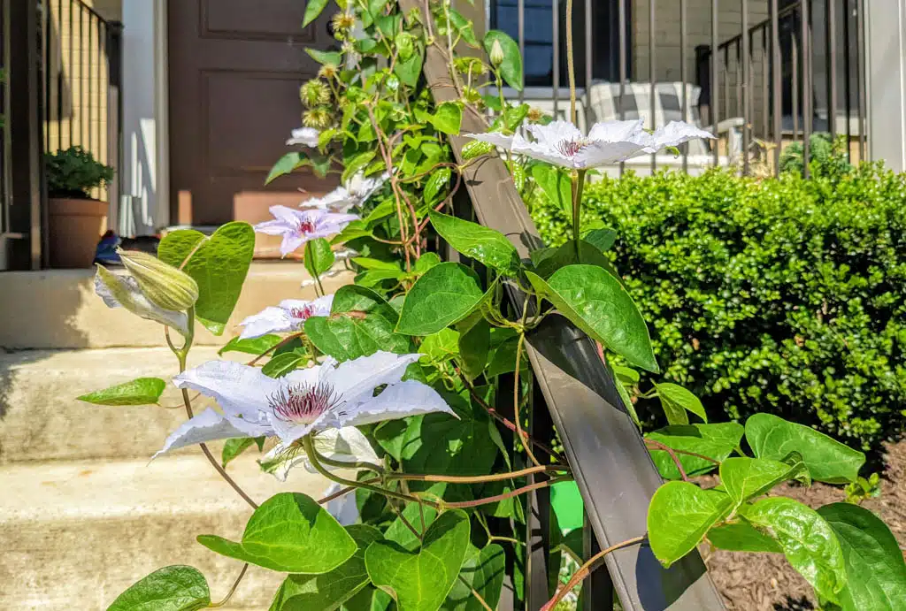 Toto je 7 rastlín, ktoré prežijú aj v tropických horúčavách