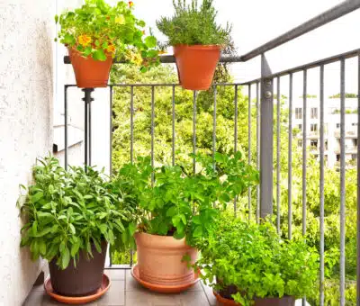 Základy pestovania byliniek na balkóne alebo terase