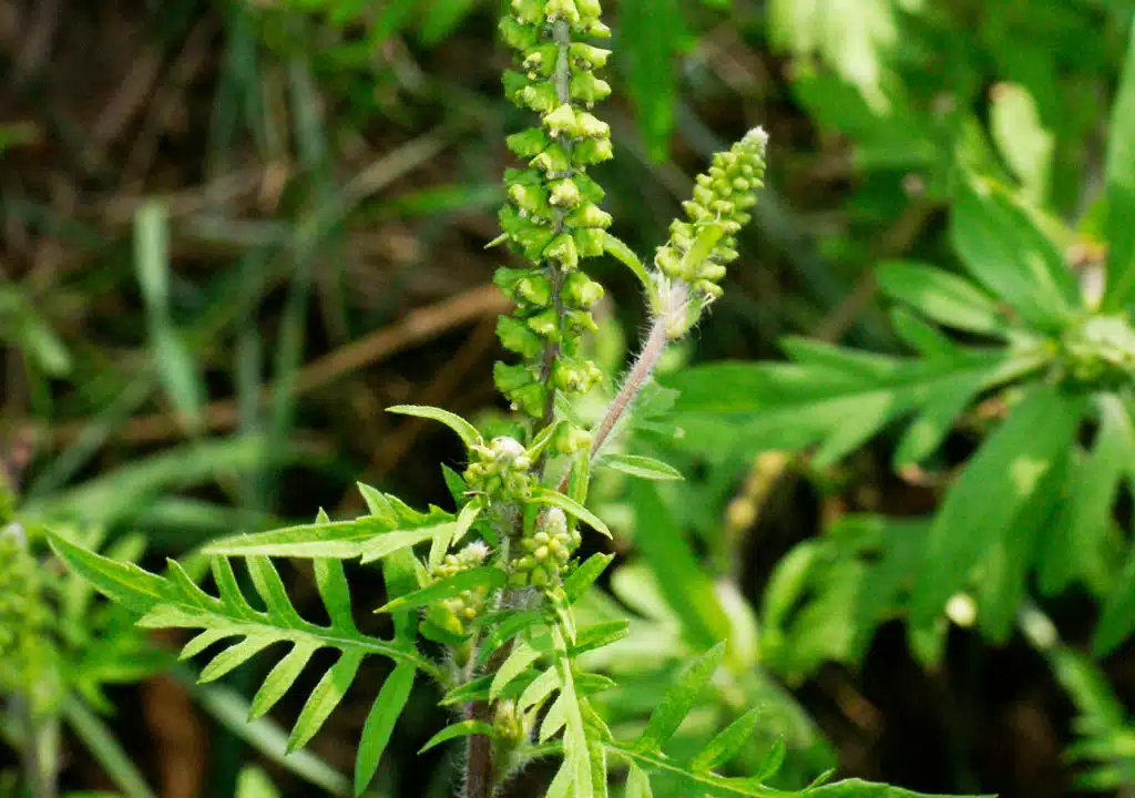 Ambrózia Palinolistá