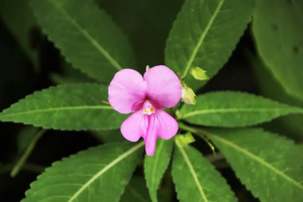 Netykavka žľaznatá