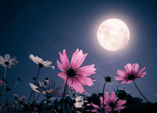 Noc v záhrade Príbehy skryté v tme