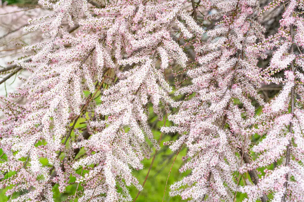 Stromčeky a kríky, ktoré odolajú suchu