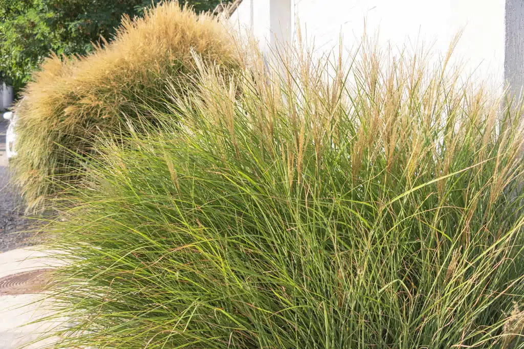 Trávy, ktoré prežijú všetko