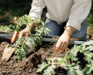 Tajný život záhrad 6. časť. Čo si šepkajú rastliny