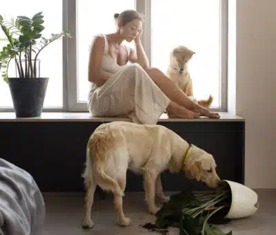 Domáce zvieratá, ako im prispôsobiť správne bývanie?