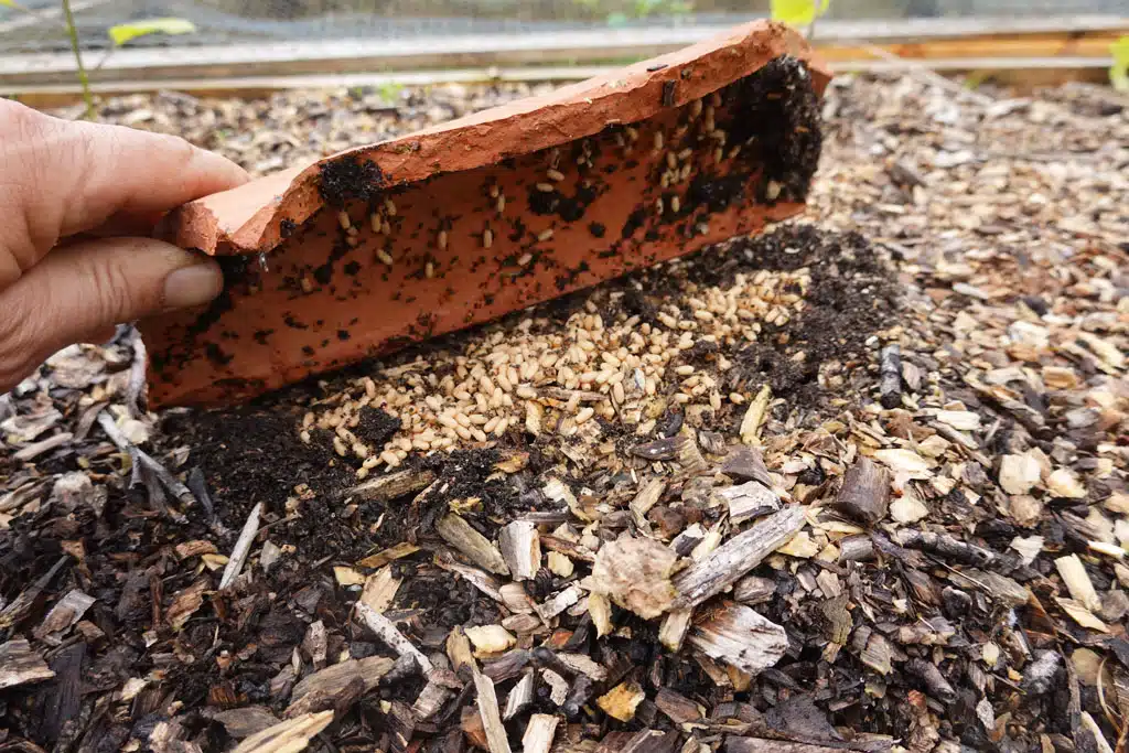 Mraveniská – podzemné metropoly