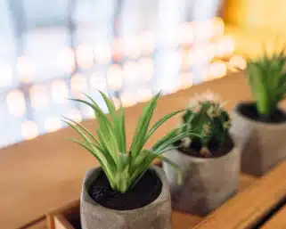 Zeleň v interiéri: rastliny, ktoré prežijú zimu v byte a čo vám prinesú