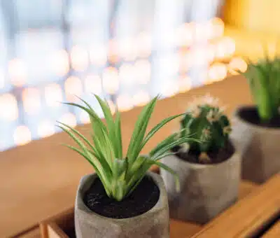 Zeleň v interiéri: rastliny, ktoré prežijú zimu v byte a čo vám prinesú